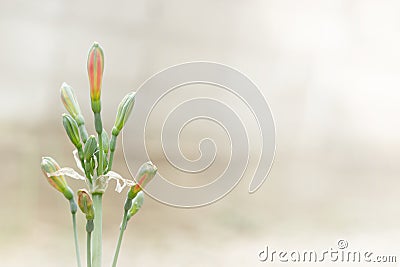 Phaedranassa spp. ,Hippeastrum cybister hybrid Stock Photo