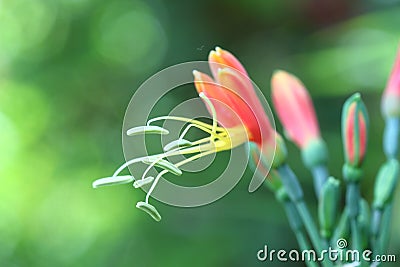 Hippeastrum cybister hybrid Stock Photo