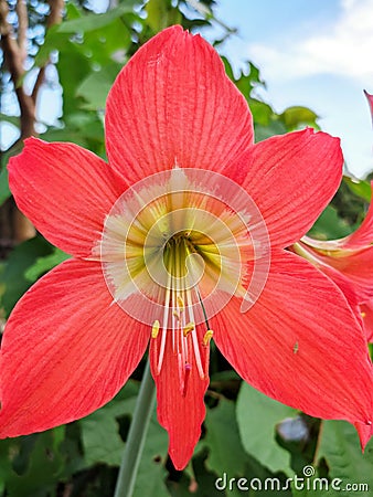 Hippeastrum flowers in bloom after a day of rain Stock Photo