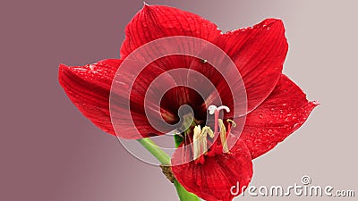 Hippeastrum flowers are red Stock Photo