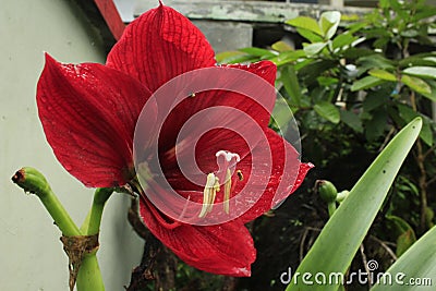 Hippeastrum flowers are red Stock Photo