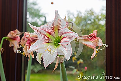 A hippeastrum vittatum is in full bloom while withered flowers are next to it Stock Photo