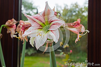 A hippeastrum vittatum is in full bloom while withered flowers are next to it Stock Photo