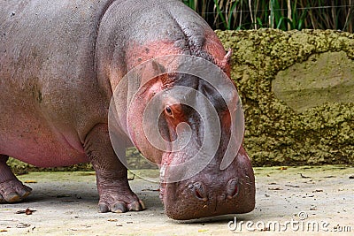 Hippo Stock Photo