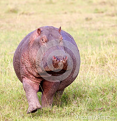 Hippo Stock Photo