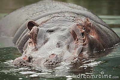 Hippo Stock Photo