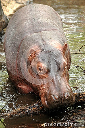 Hippo Stock Photo