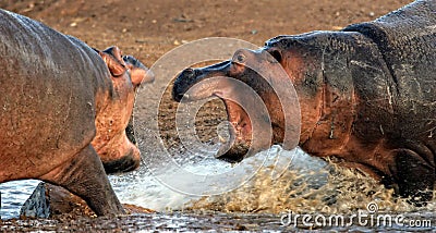 Hippo aggression Stock Photo