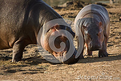 Hippo baby Stock Photo