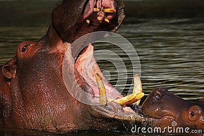 Hippo baby looking in his father's mouth Stock Photo