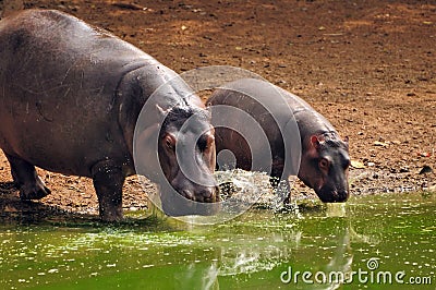 Hippo baby with mother Stock Photo