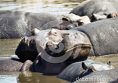 Hippo with big smile Stock Photo