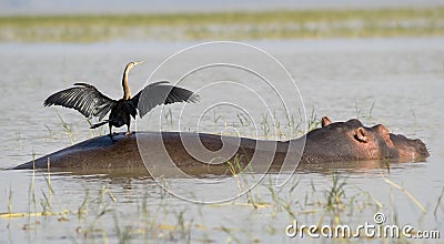 Hippo with bird 2 Stock Photo