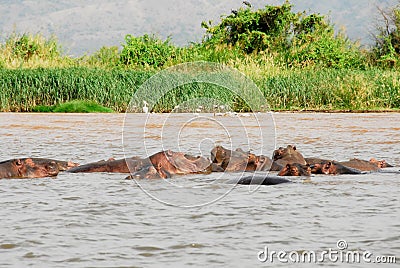 Hippo on Chamo Lake (Ethiopia) Stock Photo