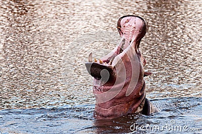 Hippo demonstration Stock Photo