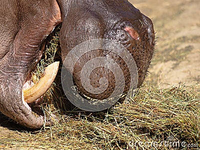 Hippo eating grass Stock Photo