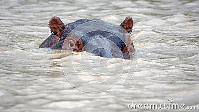 Hippo in the estuary Stock Photo