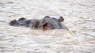 Hippo in the estuary Stock Photo