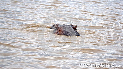 Hippo in the estuary Stock Photo