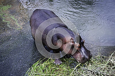 Hippo feeding, lake, animal, belo Stock Photo