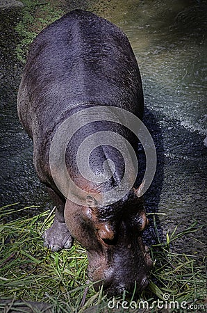 Hippo feeding, lake, animal, belo Stock Photo