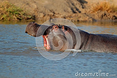 Hippo with gaping mounth Stock Photo