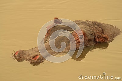 Hippo on golden pond. Stock Photo