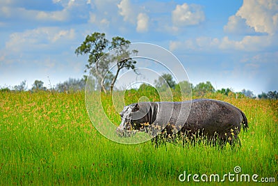 Hippo in the grass, wet green season. African Hippopotamus, Hippopotamus amphibius capensis, , Okavango delta, Moremi, Botswana. D Stock Photo