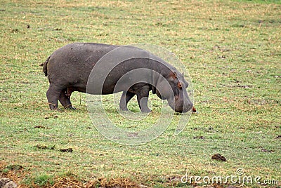 Hippo grazing in Botswana Stock Photo