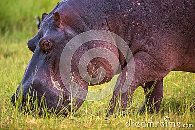 Hippo grazing in Chobe National Park, Botswana Stock Photo