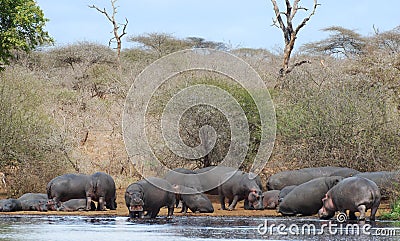 Hippo group on riverbank Stock Photo