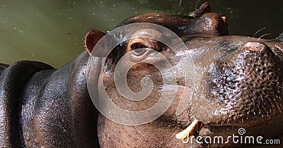 Close up of hippopotamus head showing tusks Stock Photo