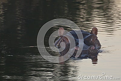 Hippo Head Reflections at Dusk Stock Photo