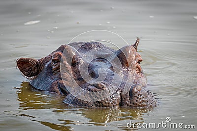 Hippo Hippopotamus amphibious relaxing in the water during the day, Lake Mburo National Park, Uganda. Stock Photo