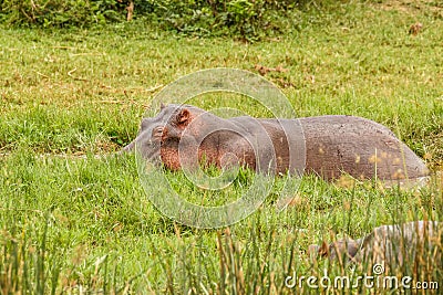 Hippo Hippopotamus amphibious relaxing in the water during the day, Queen Elizabeth National Park, Uganda. Stock Photo