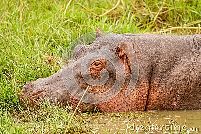 Hippo Hippopotamus amphibious relaxing in the water during the day, Queen Elizabeth National Park, Uganda. Stock Photo