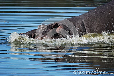 Hippo (Hippopotamus amphibius) Stock Photo