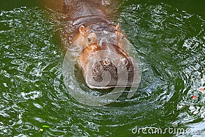 Hippo / The hippopotamus, or hippo, mostly herbivorous mammal in Stock Photo