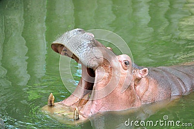 Hippo Hippopotamus. Stock Photo