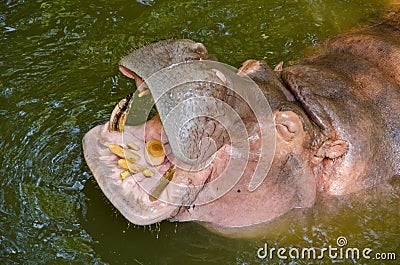 Hippo Hippopotamus open its mouth Stock Photo