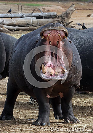 Hippo jaws Stock Photo
