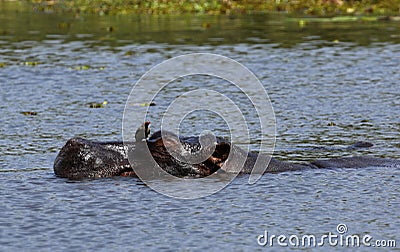 Hippo keeping cool Stock Photo