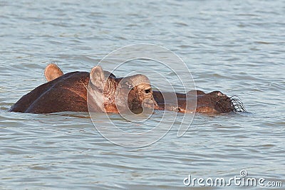 Hippo, Lake Chamo, Ethiopia, Africa Stock Photo