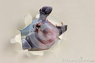 Hippo looking through a hole torn the paper Stock Photo