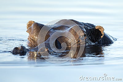 A hippo looking just above water level. Stock Photo