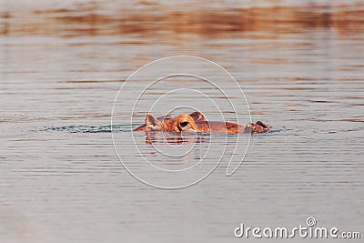 Hippo looking out of the water, Ethiopia Stock Photo