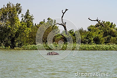 Hippo looking out of the water in lake Tana, Ethiopia Stock Photo