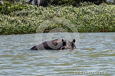 Hippo looking out of the water in lake Tana, Ethiopia Stock Photo