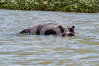 Hippo looking out of the water in lake Tana, Ethiopia Stock Photo