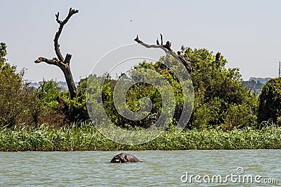 Hippo looking out of the water in lake Tana, Ethiopia Stock Photo